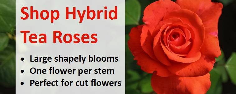 Shop for Hybrid Tea Roses 4